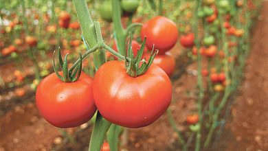 54 ülkeye 526 bin ton domates satıldı